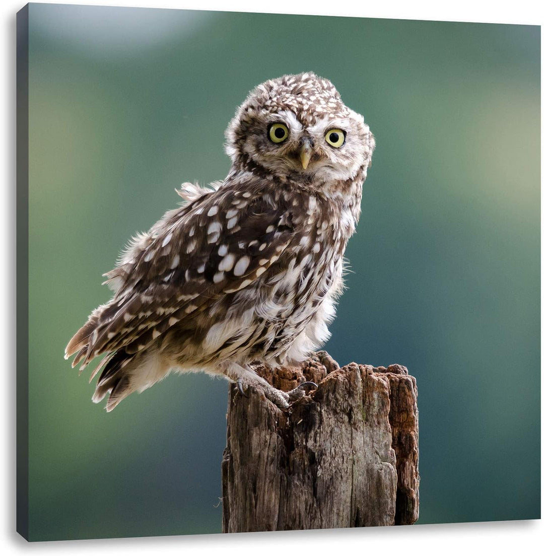 Lustige kleine Eule, Format: 70x70 auf Leinwand, XXL riesige Bilder fertig gerahmt mit Keilrahmen, K