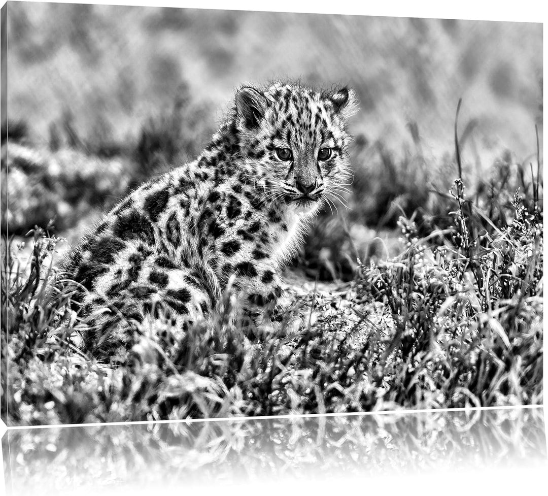 Pixxprint junger Leopard im Gras / 100x70cm Leinwandbild bespannt auf Holzrahmen/Wandbild Kunstdruck