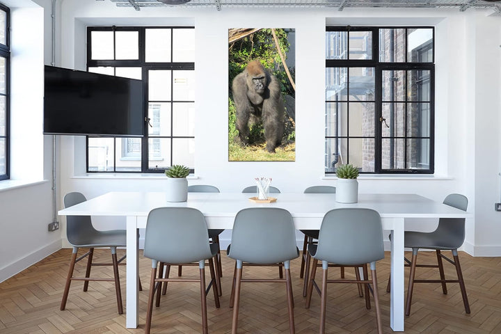 stolzer Gorilla Panorama 100x50 cm als Leinwandbild, Motiv fertig gerahmt auf Echtholzrahmen, Hochwe