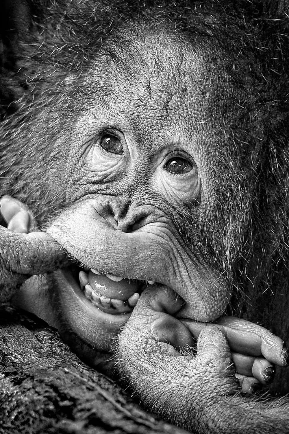 Wandbild Orang Utan 40x60cm Schwarz Weiss Aluminium Dibond AFFE Alubild Wanddeko Deko Wanddekoration