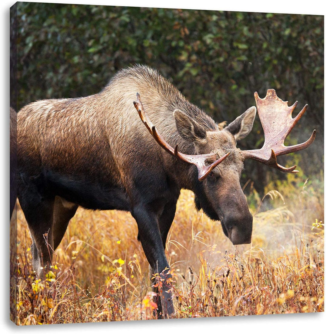 Pixxprint Grosser Elch, Format: 70x70 auf Leinwand, XXL riesige Bilder fertig gerahmt mit Keilrahmen