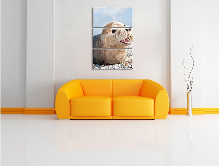 Pixxprint Süsse Robbe auf Steinstrand als Leinwandbild/Grösse: 3 Teilig (120x80 cm) cm/Wandbild/Kuns