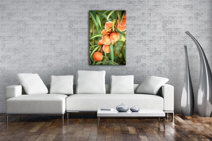 delikate Pfirsiche am Baum Format: 80x60 als Leinwandbild, Motiv fertig gerahmt auf Echtholzrahmen,