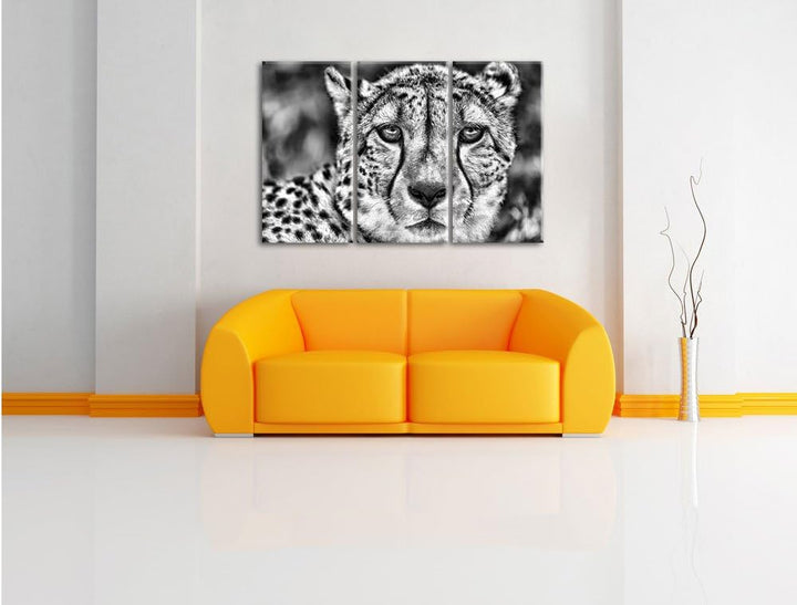 Pixxprint Monocrome, ruhender Gepard 3-Teiler Leinwandbild 120x80 Bild auf Leinwand