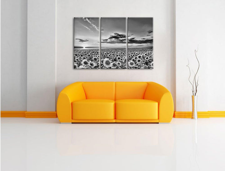 Pixxprint Monocrome, Sonnenuntergang am Sonnenblumenfeld 3-Teiler Leinwandbild 120x80 Bild auf Leinw
