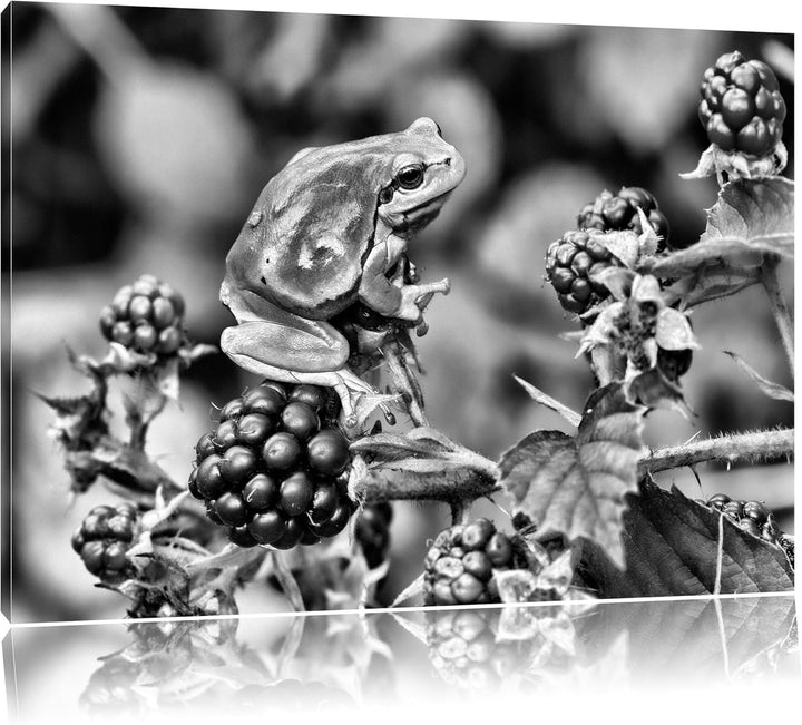 Pixxprint Kleiner Frosch auf Brombeerstrauch als Leinwandbild/Grösse: 100x70 / Wandbild/Kunstdruck/f