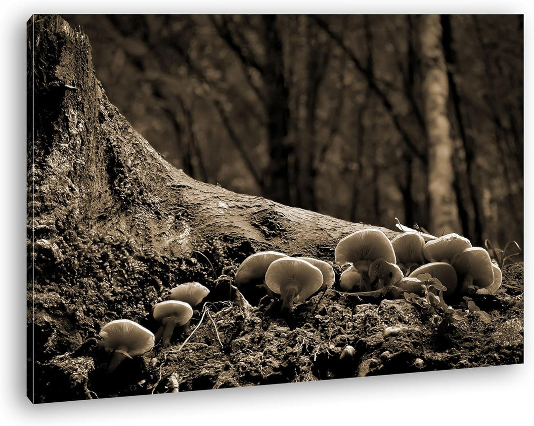 deyoli Pilze am Baumstamm Format: 80x60 Effekt: Sepia als Leinwandbild, Motiv fertig gerahmt auf Ech