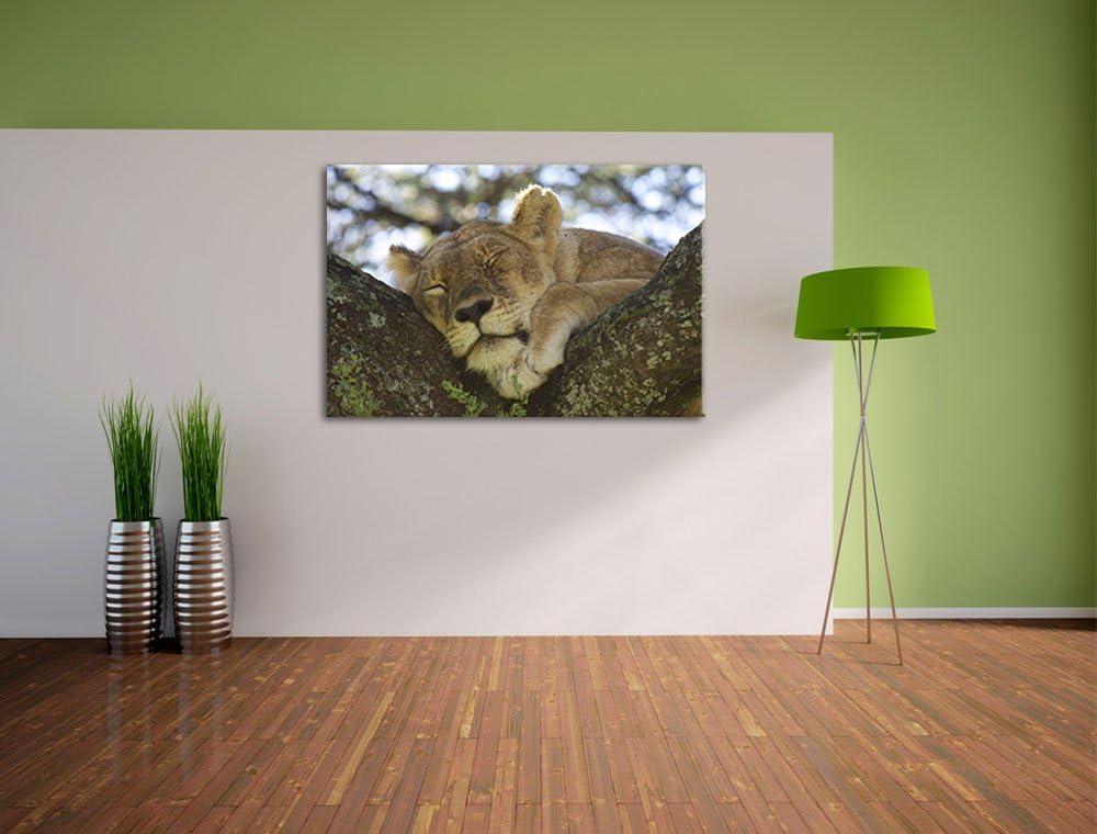 müde Löwin ruht auf Baum Leinwand, XXL riesige Bilder fertig gerahmt mit Keilrahmen, Kunstdruck auf