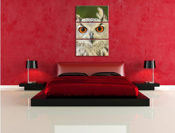Pixxprint Eulen Kautz Orange Augen als Leinwandbild/Grösse: 3 Teilig (120x80) cm/Wandbild/Kunstdruck