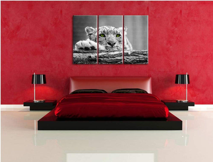 Schöner Gepard mit grünen Augen auf Baumstamm schwarz/weiss 3-Teiler Leinwandbild 120x80 Bild auf Le