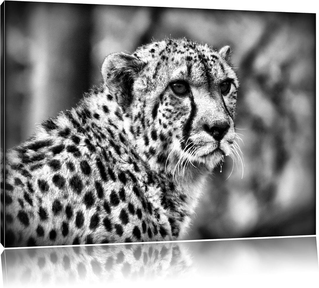 Pixxprint bildschöner Gepard als Leinwandbild/Grösse: 100x70 / Wandbild/Kunstdruck/fertig bespannt,