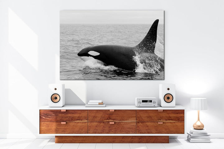 deyoli edler Orca Format: 60x40 Effekt: Schwarz/Weiss als Leinwand, Motiv fertig gerahmt auf Echthol