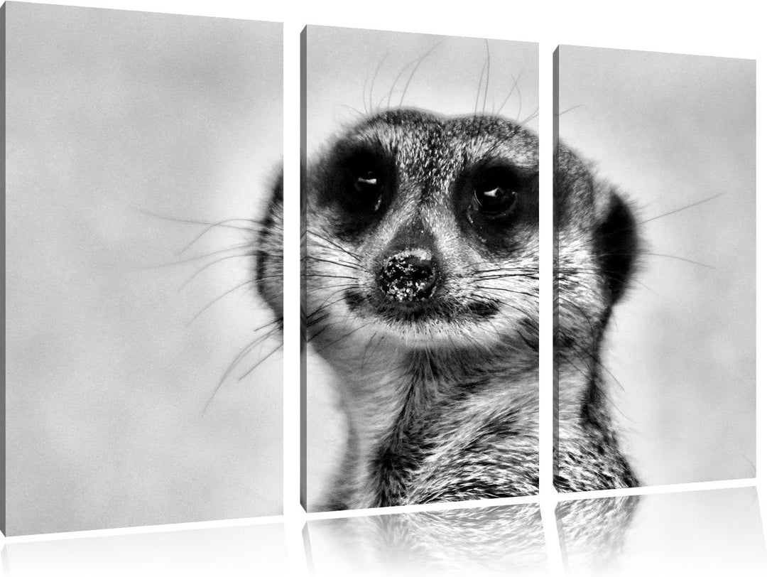 Pixxprint kleines frechen Erdmännchen als Leinwandbild | Grösse: 3 Teilig (120x80) | Wandbild| Kunst