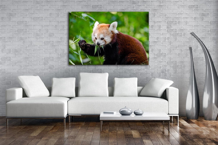 deyoli goldiger Roter Panda Format: 80x60 als Leinwandbild, Motiv fertig gerahmt auf Echtholzrahmen,