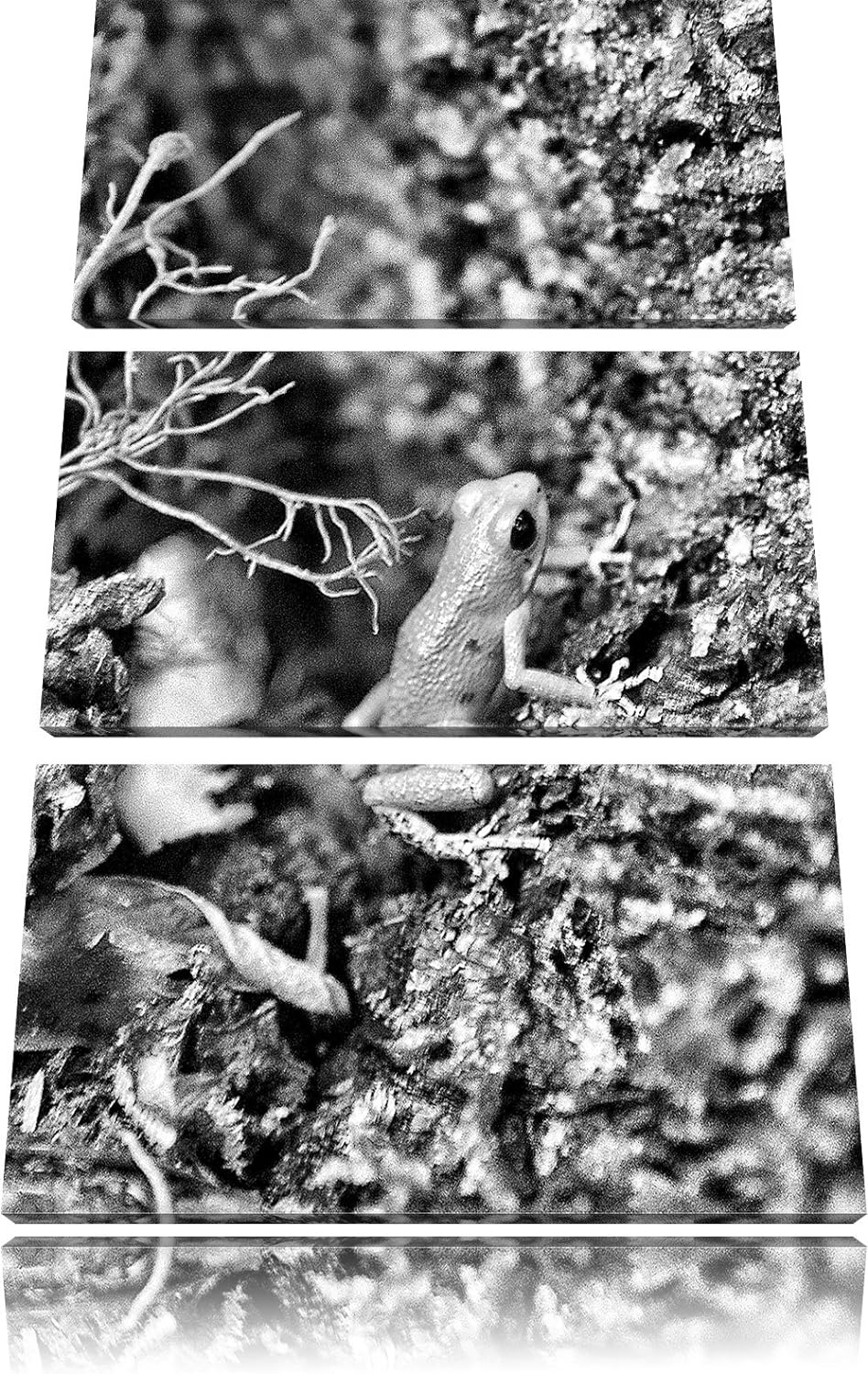 Pixxprint hochgiftiger Kleiner Frosch als Leinwandbild/Grösse: 3 Teilig (120x80) cm/Wandbild/Kunstdr