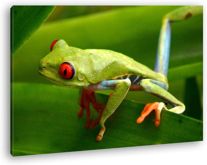 deyoli Exotischer Grüner Frosch mit roten Augen Format: 80x60 als Leinwandbild, Motiv fertig gerahmt
