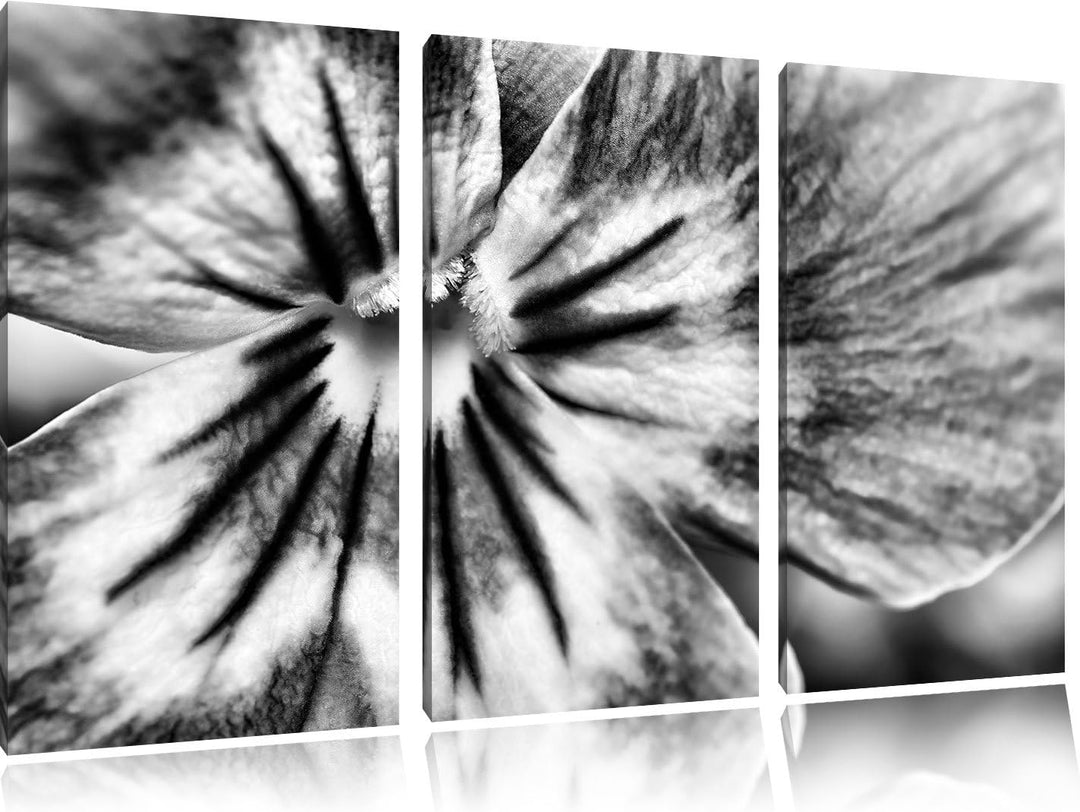 Pixxprint farbenfrohes Stiefmütterchen als Leinwandbild | Grösse: 3 Teilig (120x80) | Wandbild| Kuns