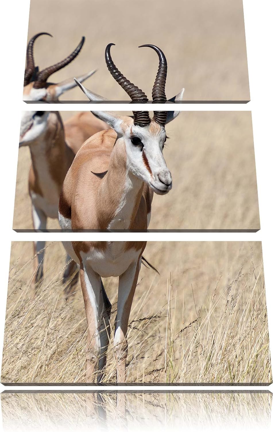 Pixxprint Tiere in Savanne Rehe Afrika als Leinwandbild/Grösse: 3 Teilig (120x80) cm/Wandbild/Kunstd
