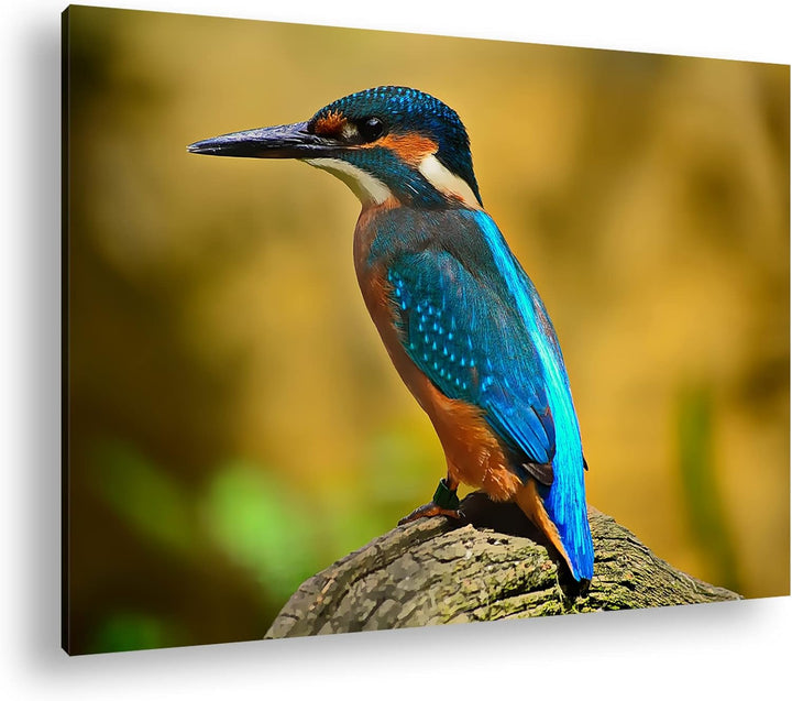 deyoli Eleganter Eisvogel mit blauem Gefieder Format: 80x60 als Leinwand, Motiv fertig gerahmt auf E