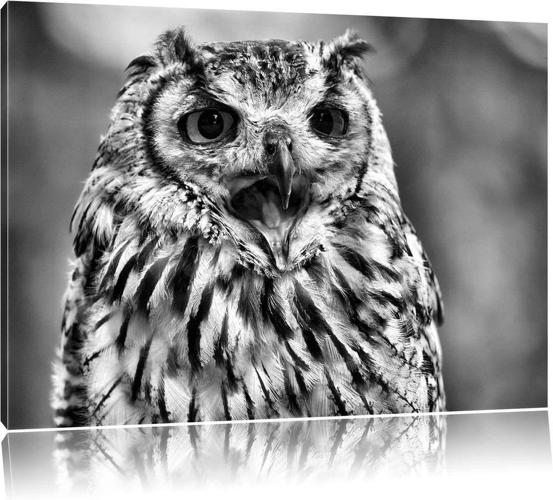 Pixxprint grosse Waldeule gähnt als Leinwandbild/Grösse: 100x70 / Wandbild/Kunstdruck/fertig bespann