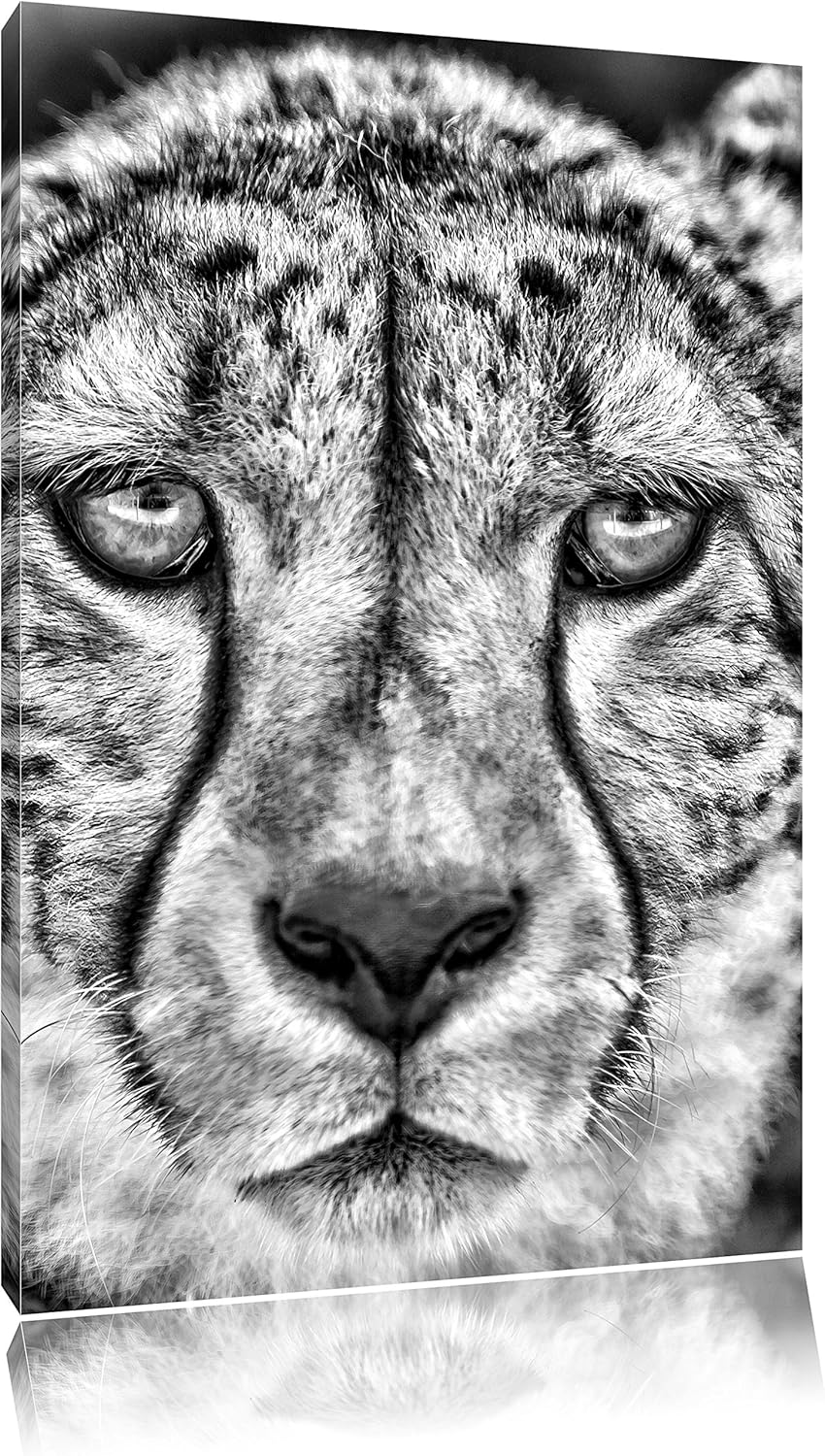 Pixxprint ruhender Gepard als Leinwandbild/Grösse: 100x70 cm/Wandbild/Kunstdruck/fertig bespannt, 10