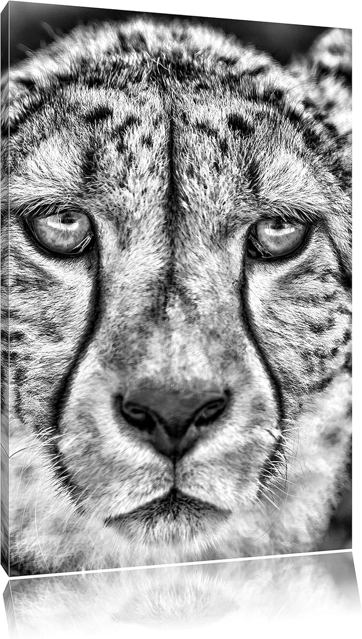 Pixxprint ruhender Gepard als Leinwandbild/Grösse: 100x70 cm/Wandbild/Kunstdruck/fertig bespannt, 10