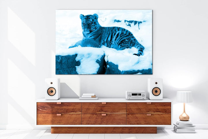 deyoli ruhig liegender Tiger im Schnee Format 80x60 Effekt: Monocrome Blau als Leinwandbild, Motiv f