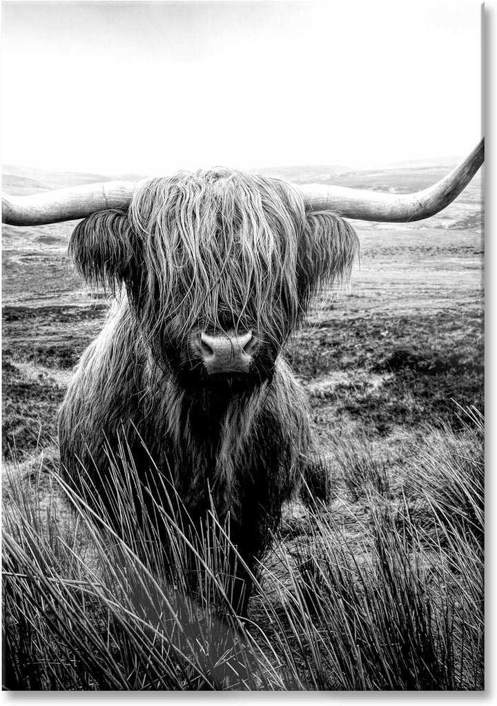 Pixxprint Glasbild | Wandbild aus Echtglas | Highland Rind mit grossen Hörnern Steppe, Monochrome |