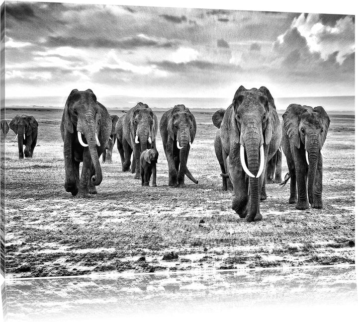 Pixxprint Elefanten Familie in der Savanne Kunst B&W, Format: 100x70 auf Leinwand, 100x70