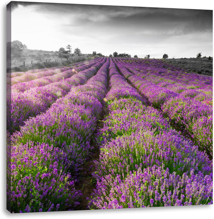Pixxprint Lavendelfelder in der Provence schwarz/weiss, Format: 70x70 auf Leinwand, 70x70