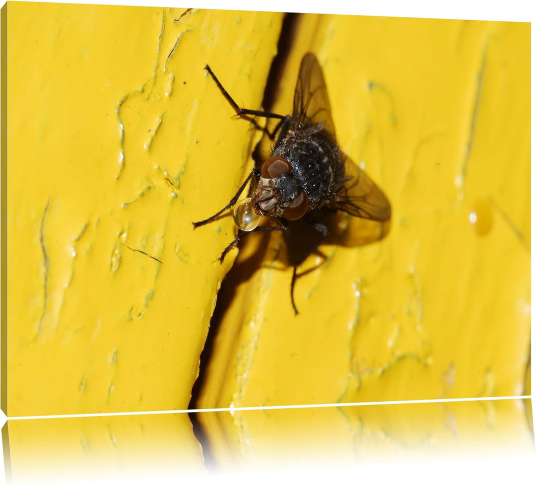 Pixxprint kleine Fliege mit Tautropfen auf Leinwand, XXL riesige Bilder fertig gerahmt mit Keilrahme
