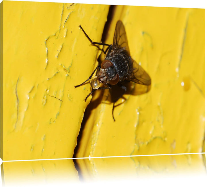 Pixxprint kleine Fliege mit Tautropfen auf Leinwand, XXL riesige Bilder fertig gerahmt mit Keilrahme