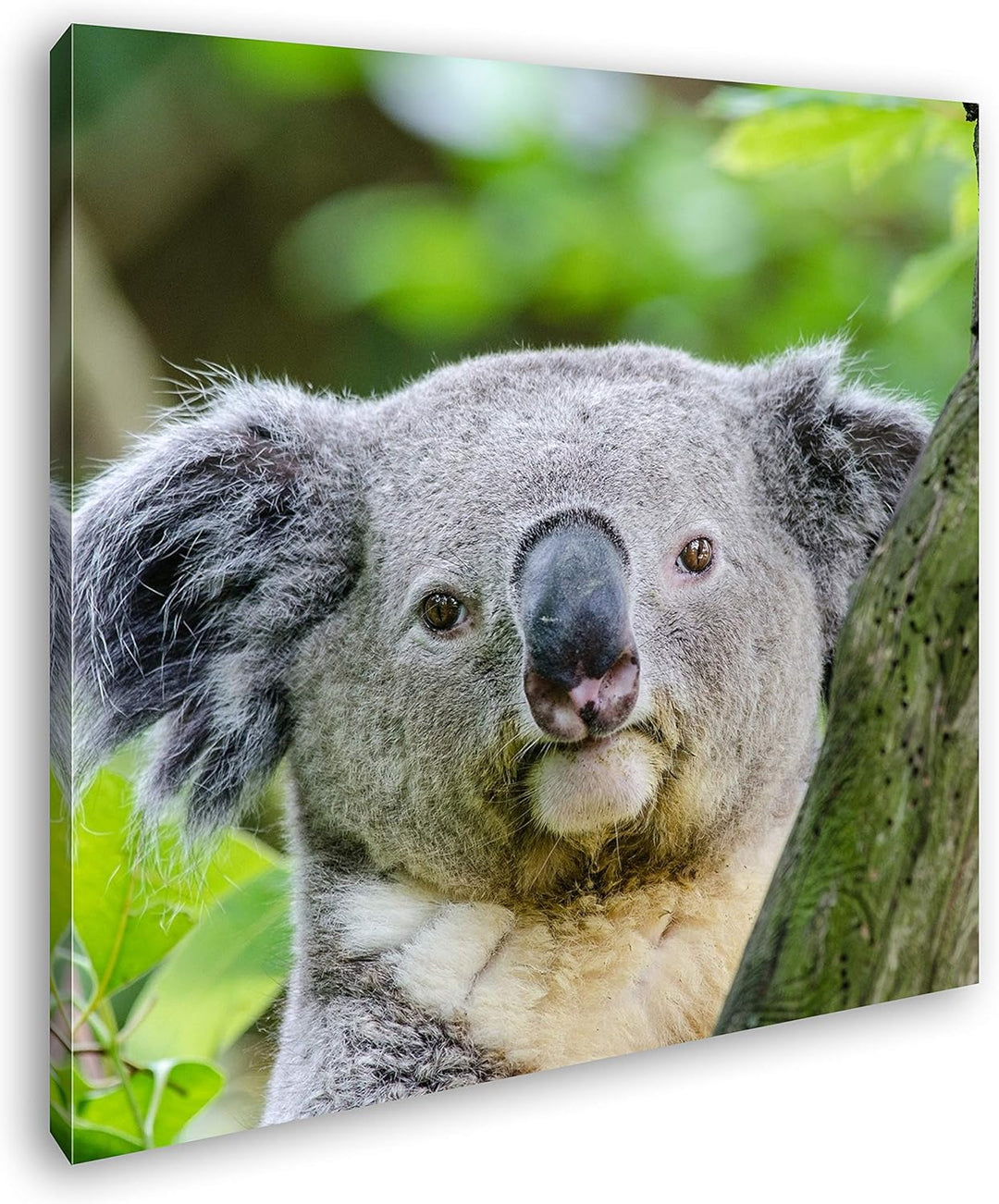deyoli Kleiner Süsser Koala Format: 60x60 als Leinwandbild, Motiv fertig gerahmt auf Echtholzrahmen,