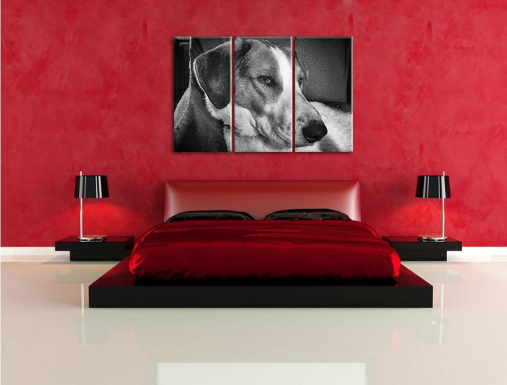 Pixxprint Monocrome, Jack Russel Terrier ruht Sich aus 3-Teiler Leinwandbild 120x80 Bild auf Leinwan