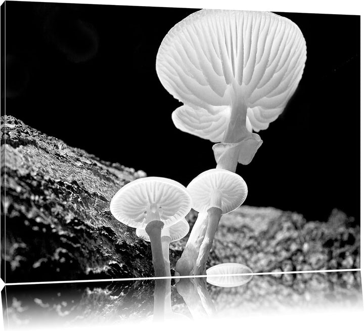 Pixxprint Dark weisse Pilzeauf Leinwand, XXL riesige Bilder fertig gerahmt mit Keilrahmen, Kunstdruc