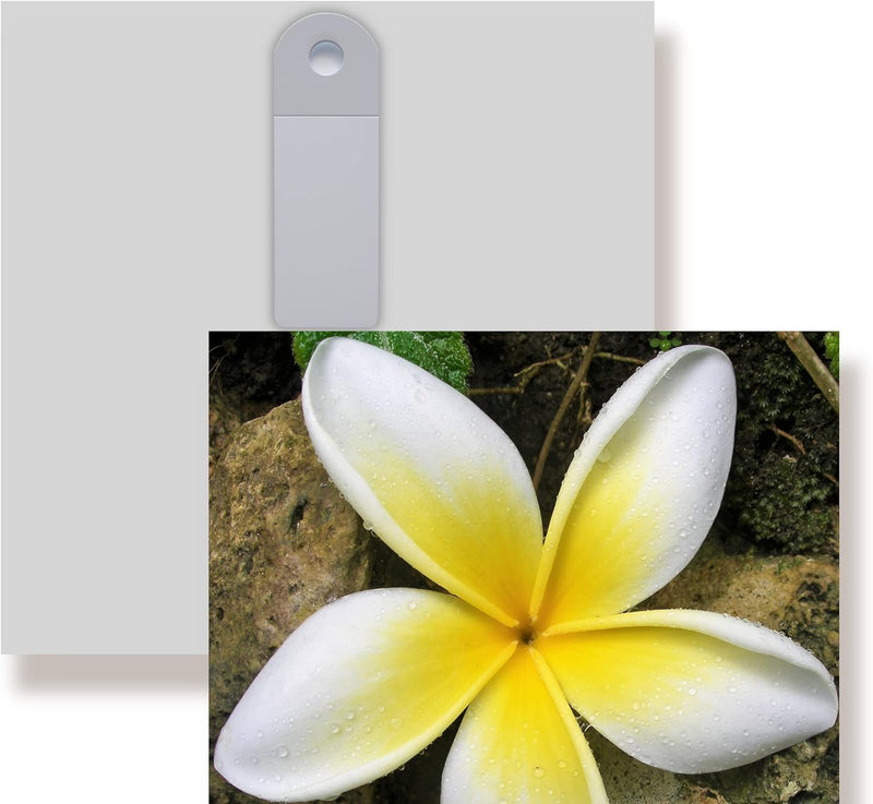 WunschPIXEL – Wandbild Blumen auf weissem Acrylglas, Set 4-teilig je 20x20 cm, quadratisch, tropisch