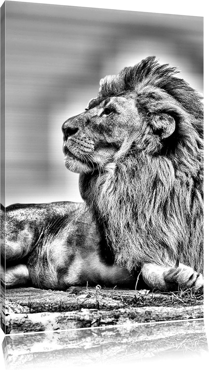 Monocrome, liegender Löwe, Format: 100x70 auf Leinwand, XXL riesige Bilder fertig gerahmt mit Keilra