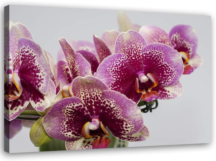 Feeby Bild auf Leinwand Orchideen Kunstdruck modern Natur Violett 80x60 cm Leinwandbild 80x60 cm Vio