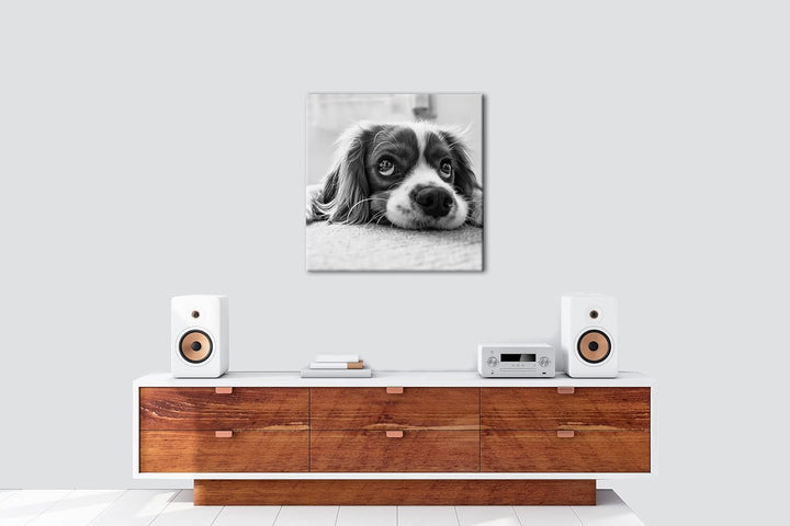 deyoli zauberhafter Cocker Spaniel Effekt: Schwarz&Weiss Format: 70x70 als Leinwandbild, Motiv ferti