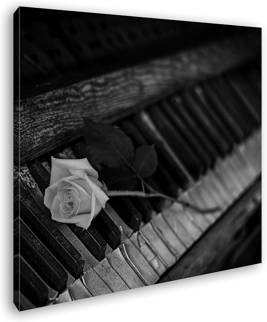 deyoli gelbe Rose auf einem sehr Alten Klavier Format: 60x60 Effekt: Schwarz&Weiss als Leinwandbild,