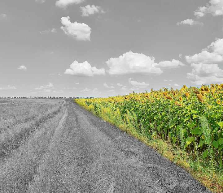 Feldweg Sonnenblumen Herdabdeckplatte & Spritzschutz aus Echtglas | Für Herd-Kochfelder | 60x52 cm