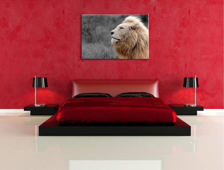 Weisser majestätischer Löwe in der Savanne schwarz/weiss Format: 100x70 auf Leinwand, XXL riesige Bi