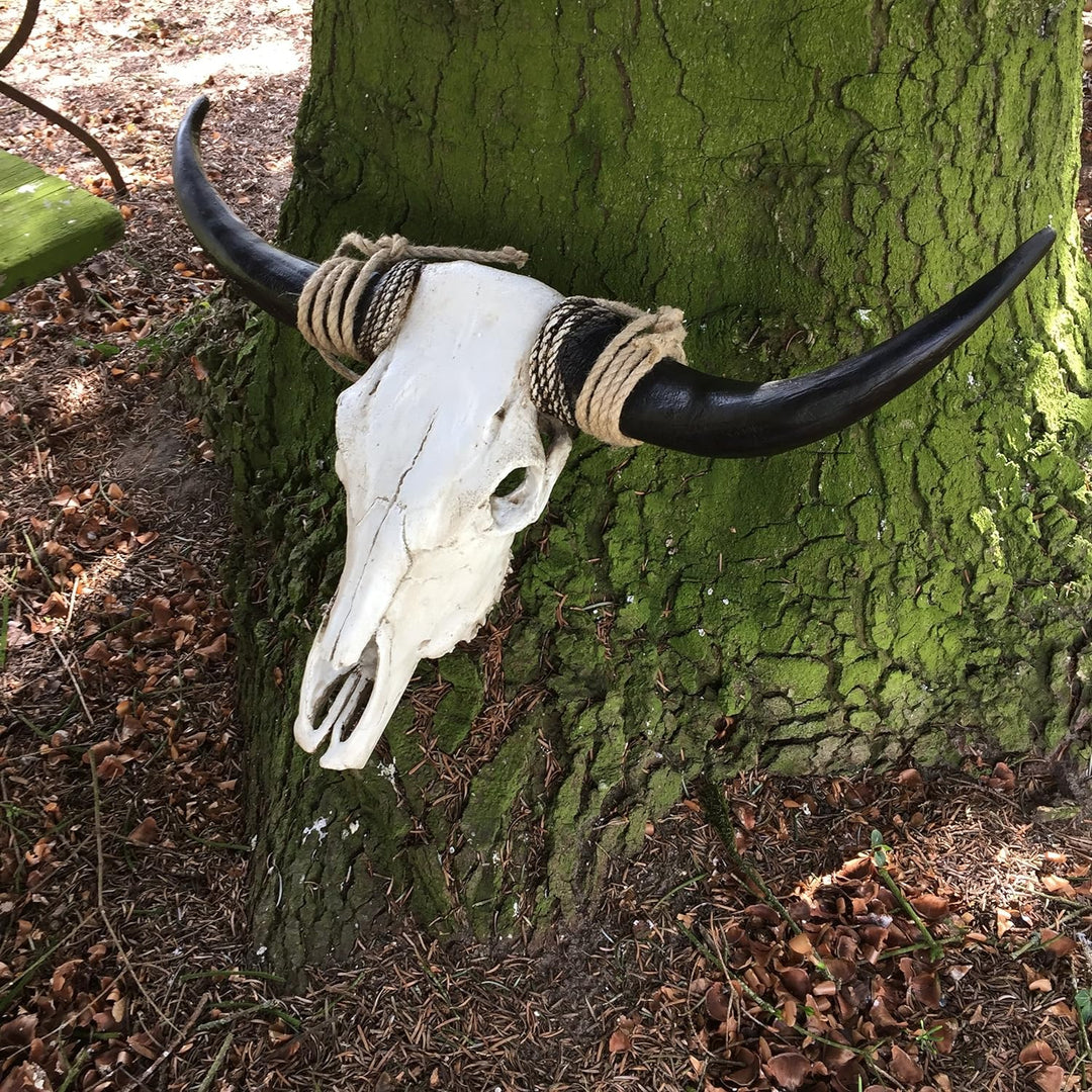 Antikas - Stierschädel mit riesigen Hörnern Longhorn Rinder Skull - Stier Schädel Bison