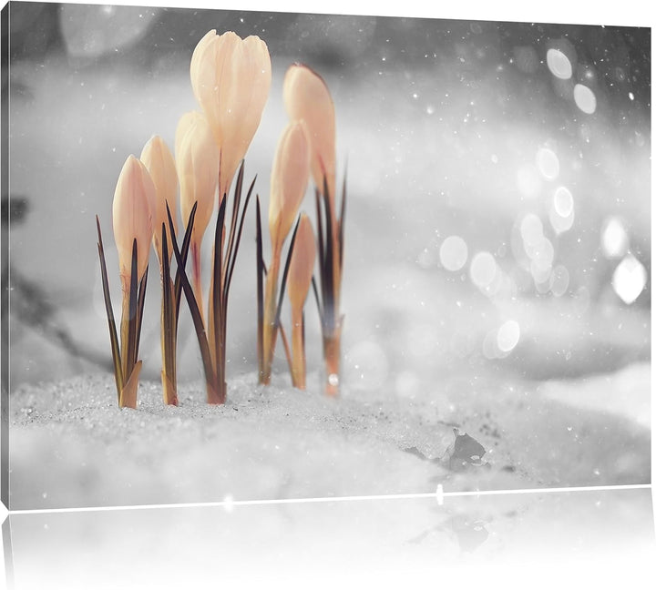 Pixxprint Schneeglöckchen im Frühjahr als Leinwandbild/Grösse: 100x70 cm/Wandbild/Kunstdruck/fertig