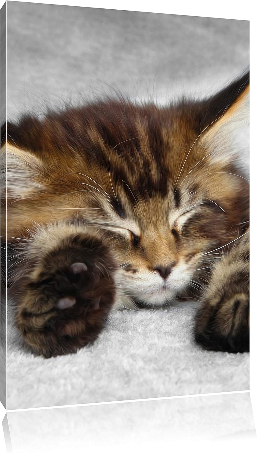 Pixxprint schlafende Katze mit grossen Ohren als Leinwandbild/Grösse: 100x70 / Wandbild/Kunstdruck/f