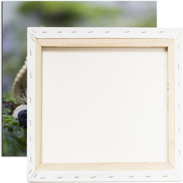 alte Meeresmuschel Format: 60x60 als Leinwandbild, Motiv fertig gerahmt auf Echtholzrahmen, Hochwert