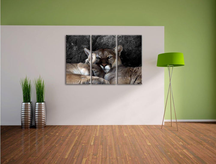 Pixxprint verschlafenes Puma Paar B&W Detail 3-Teiler Leinwandbild 120x80 Bild auf Leinwand