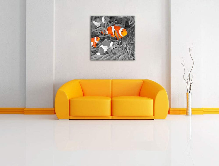 Pixxprint süsse Clown Fische in Anemone als Leinwandbild/Grösse: 70x70 cm/Wandbild/Kunstdruck/fertig
