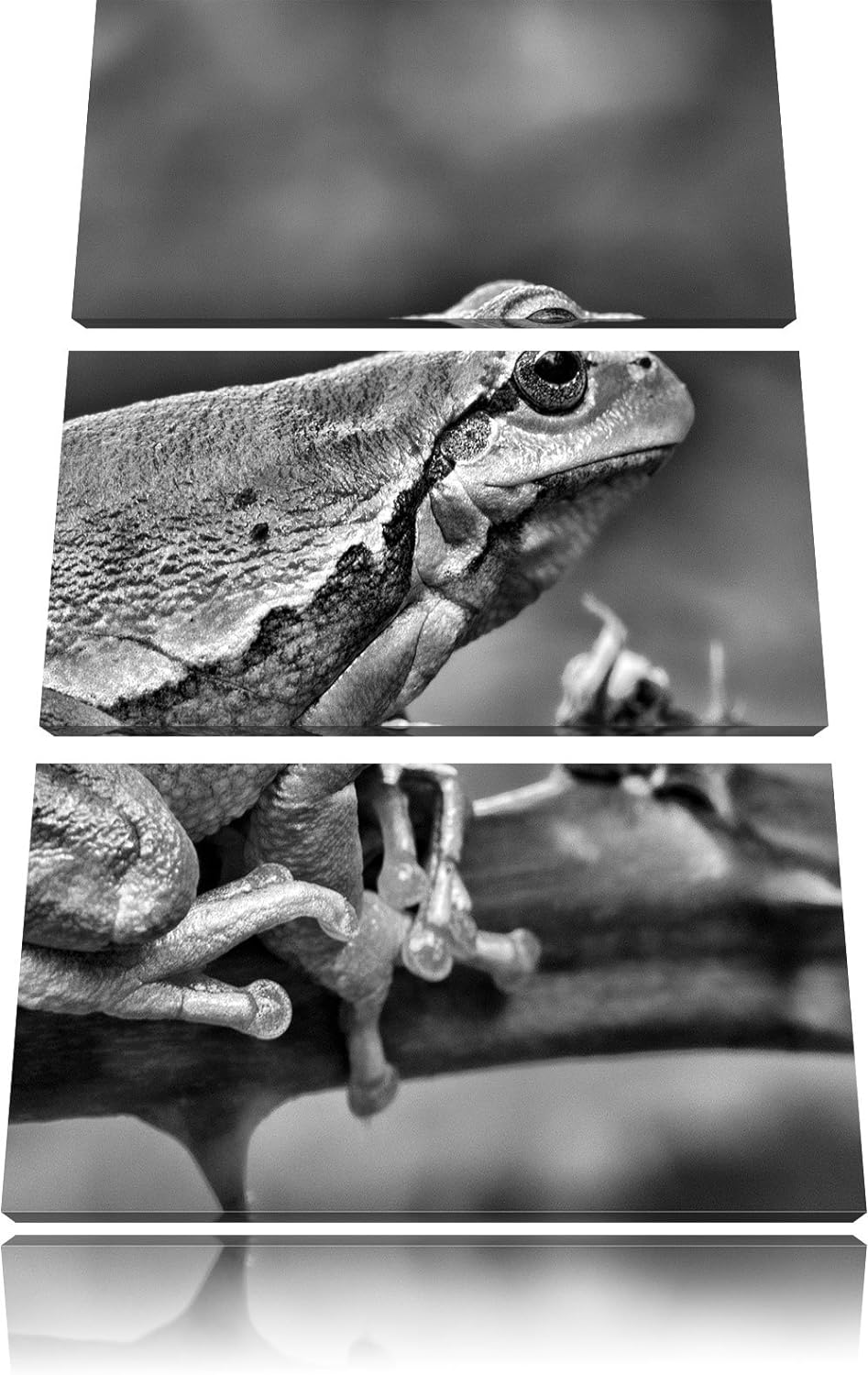 Pixxprint Kleiner Frosch auf Dornenast als Leinwandbild/Grösse: 3 Teilig (120x80) cm/Wandbild/Kunstd