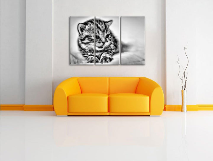 Pixxprint kleines Kätzchen auf weisser Decke als Leinwandbild/Grösse: 3 Teilig (120x80) cm/Wandbild/